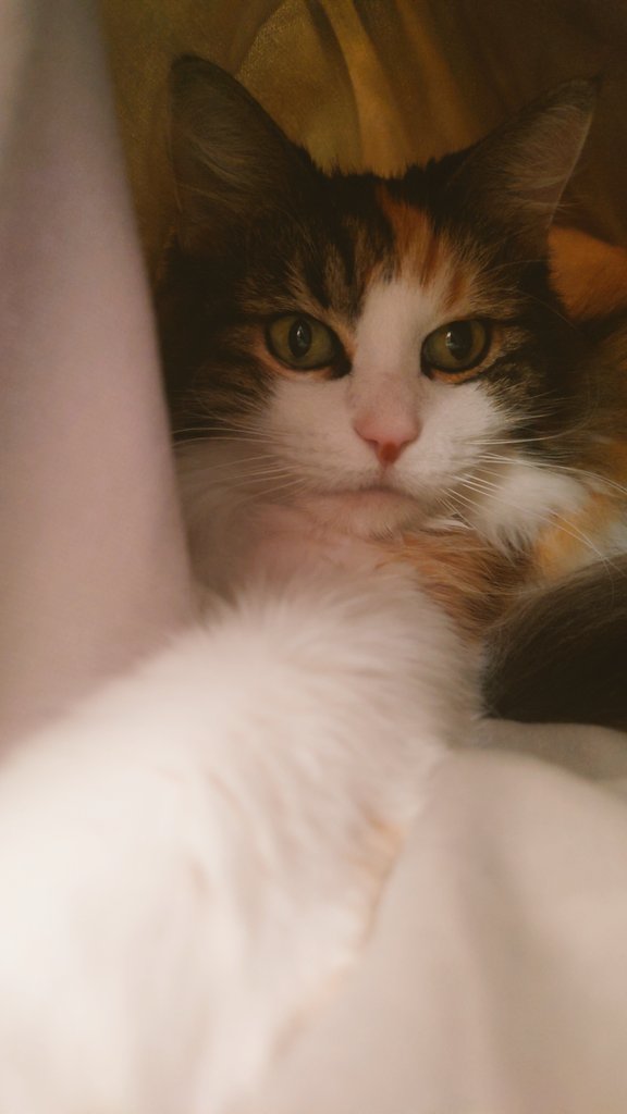 猫、さっき弟が買ったこれを即気に入ったらしくて往復で1時間くらい車