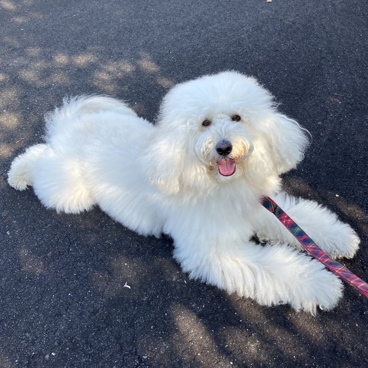 『日陰が気持ち良い散歩休憩ワン』