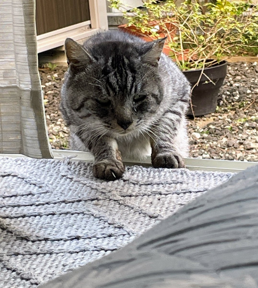 レオぽん🐾 (@nsvlpea801) / Posts / X