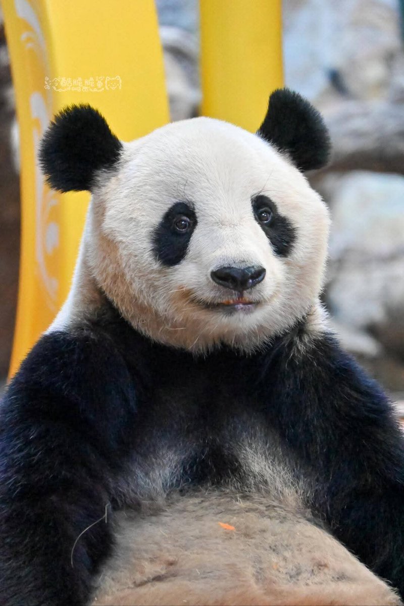 kate68_102's tweet photo. 🌈Panda profile: LongLong (F)
Birth: July 31, 2013 in Chimelong Safari park.
Mother: Mei Qing and Father: LinLin
🐼 Long Long gave birth to a male cub on July 12, 2018, who was named “Long Zai" https://t.co/HmLqK1TlNs