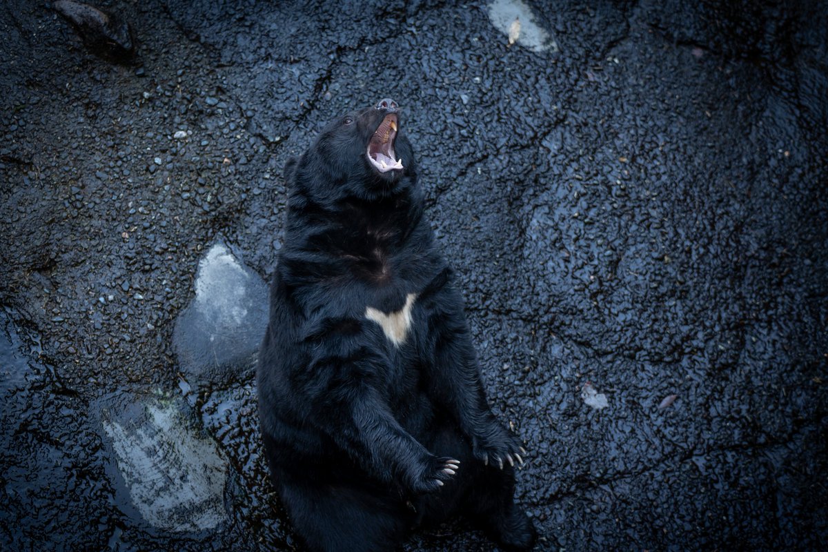 Bear ranch in Oku-Hida, Gifu