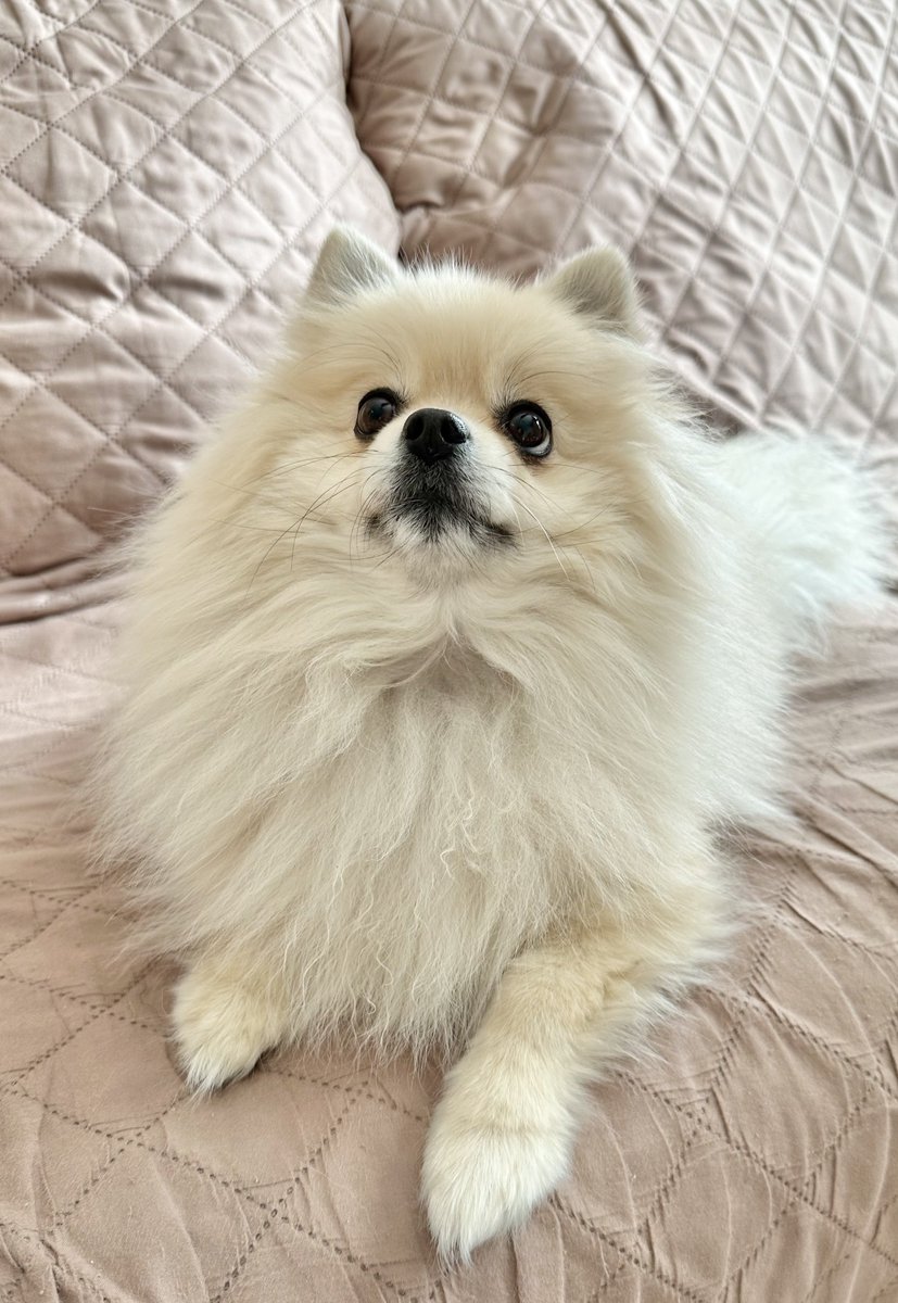 もふもふ感増量中だねー
暖かそうねー✨
🐶雪のお散歩に
　　備えてるの❄️           \ﾄﾞﾔ/
#ポメラニアン