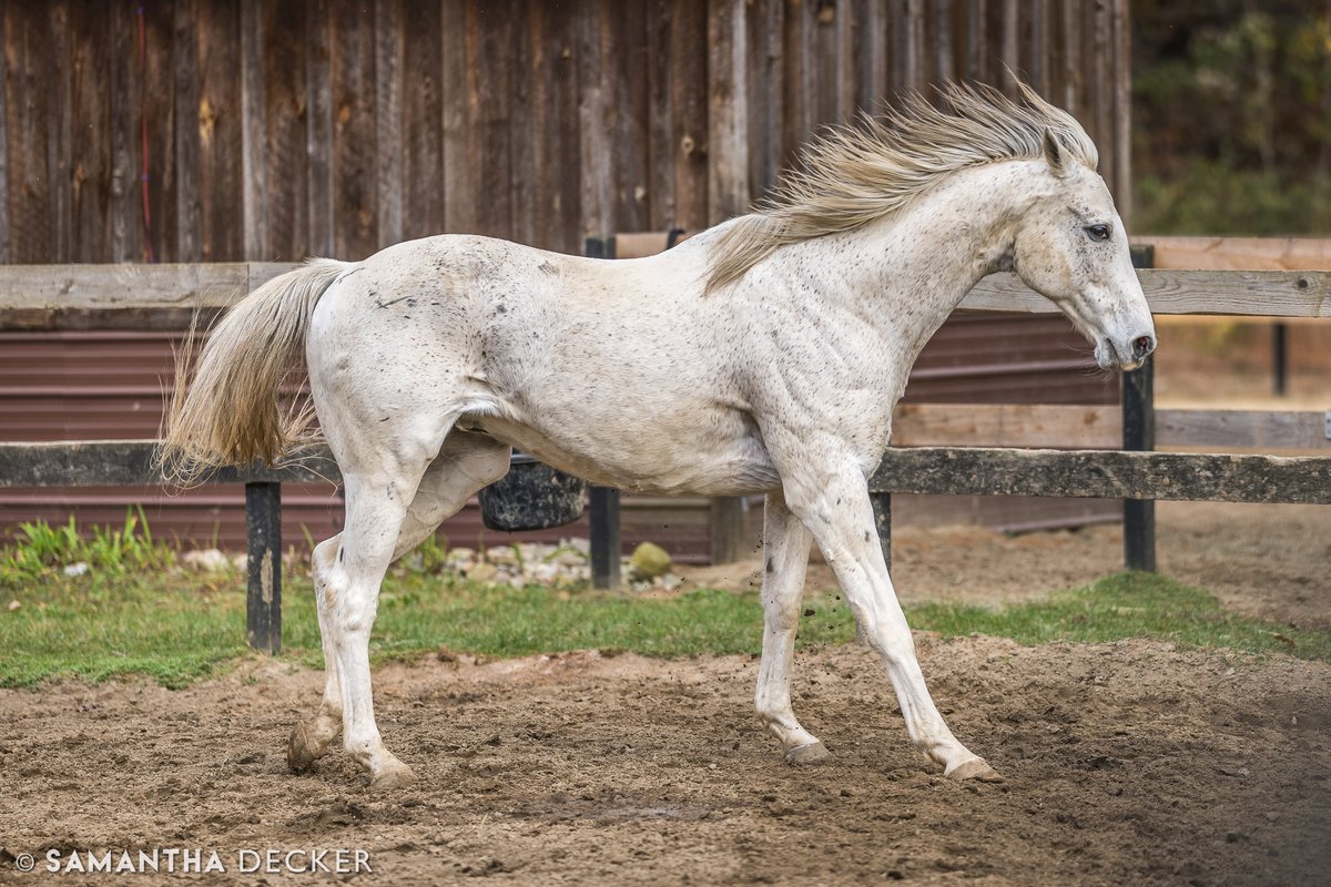 Millionaire Be Bullish at <a href="/OldFriendsCC/">Old Friends at Cabin Creek</a>, 2023.