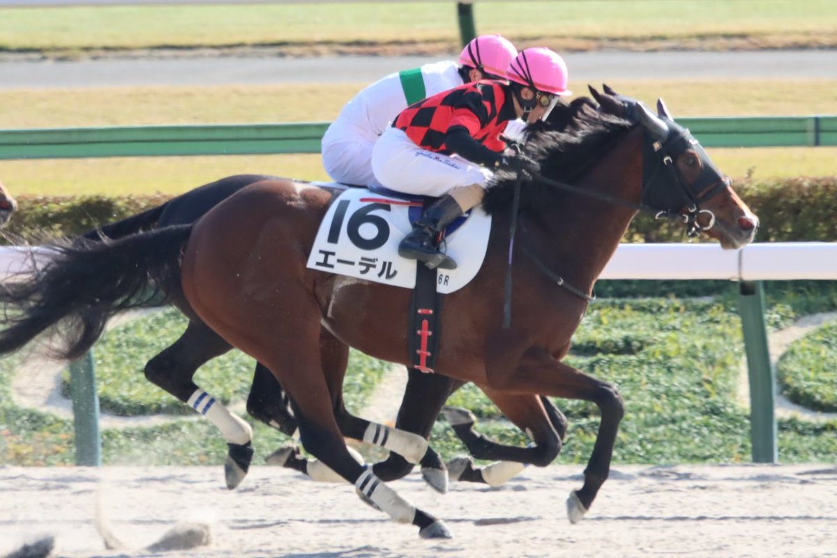 HiyoshiPocket's tweet image. 2025年11月16日
#エーデル
#酒井学
#Edel
#3歳以上1勝クラス
#東京競馬場