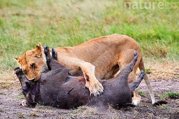 Jatayu3957's tweet image. English dekho We are lion family, abe lion suar khata hai tu kha k dikha