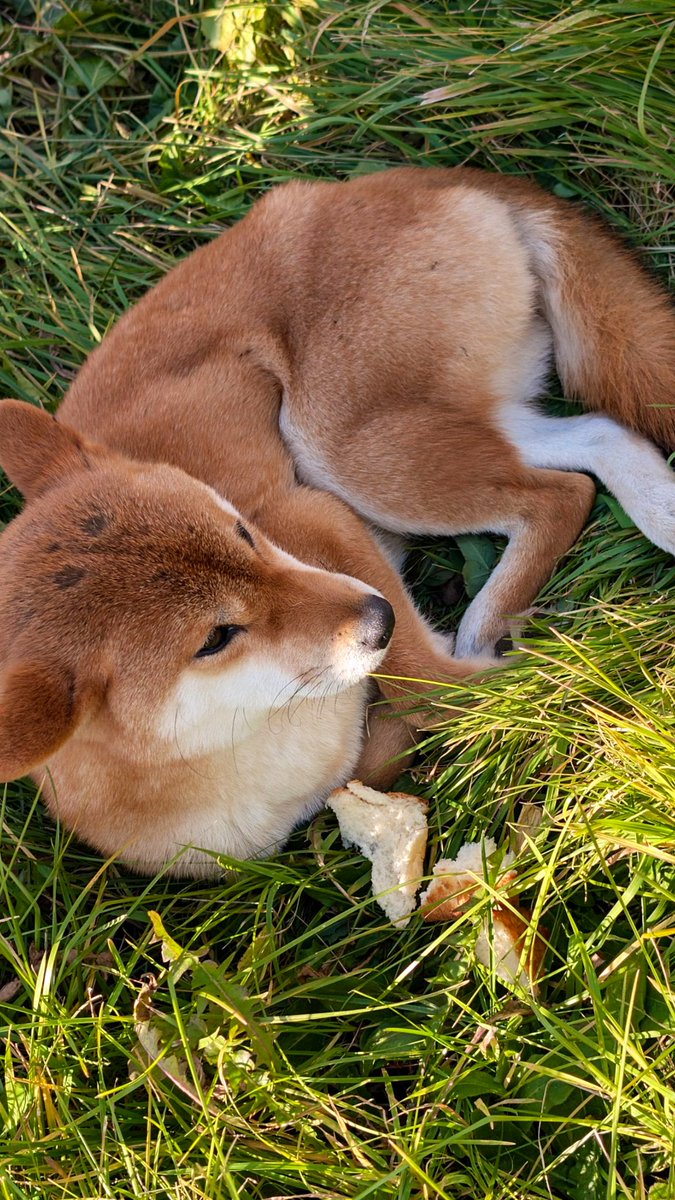 【迷い犬情報】

フォロワー様提供↓↓

"<a href="/hakodate119/">函館災害情報</a>深堀町の市営住宅内にいました。メスのわんちゃんです。
プルプル震えてましたが、吠えることもなくただ長い事いたので一応警察に連絡して保護して頂きました！