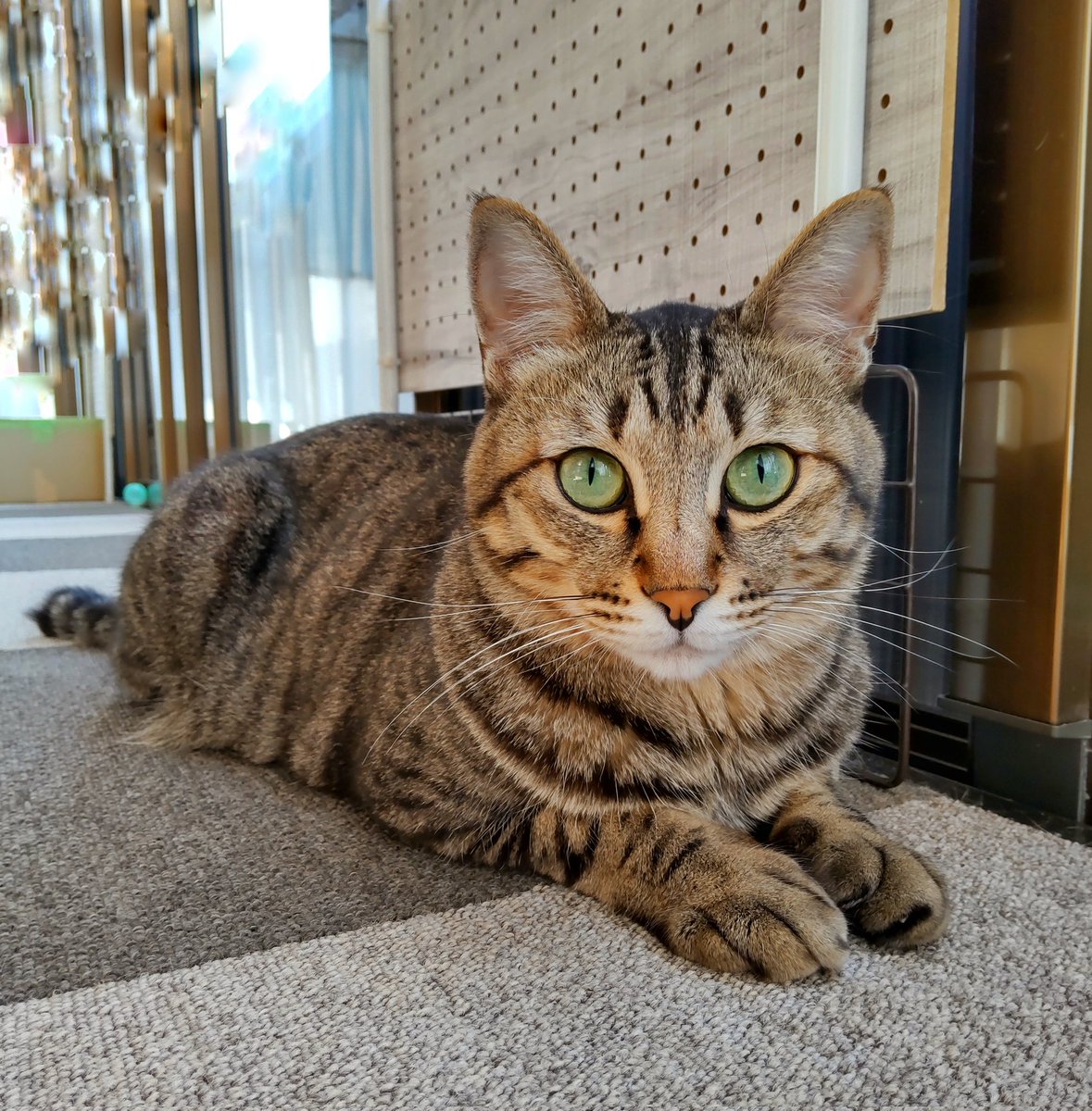 gigichapo's tweet photo. かわいい🥳🦦✨
#猫 https://t.co/YEPUHXZnXK