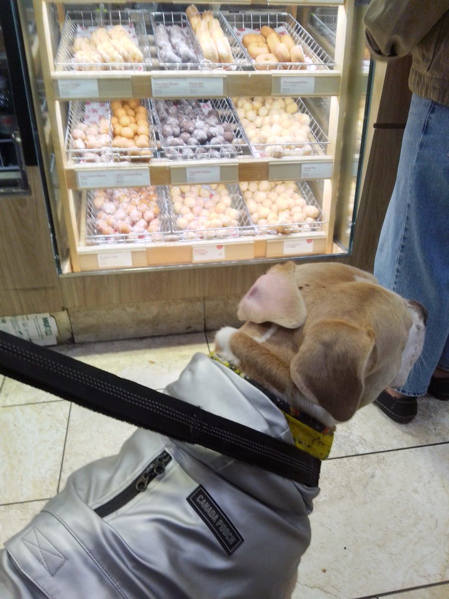 LebrockTony's tweet photo. Sat🌄🐶🍩🐾💙🤎🤍🤍🤎💙
#dogtreat #dogsday #donut #petsnack #timms #dogswin #snackvibes #timhortons #pitties #agooddaytobeadog #dogswin #dogsofx #dogsonx #MadamRiley #joey #dogx https://t.co/whn5rzZf3Q