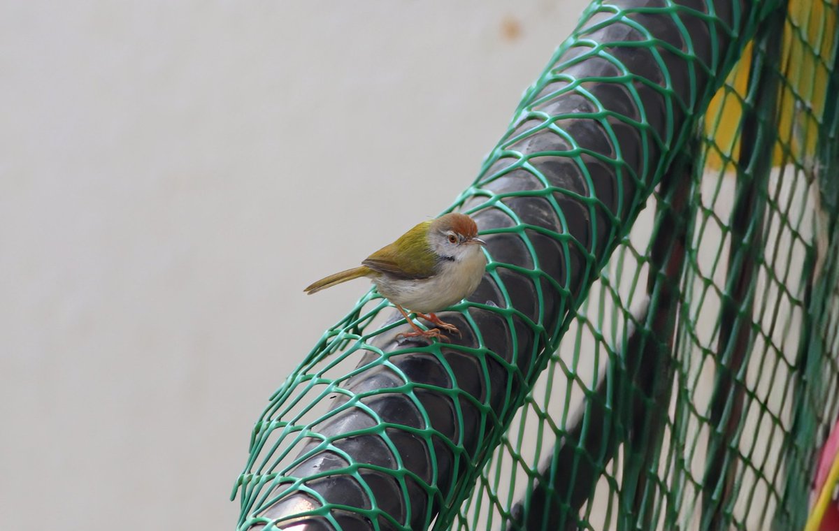 abhigya's tweet photo. Balcony #birding #noida #greaternoida @birdingindia @IndiAves @nehaa_sinha https://t.co/7qtqhZ8BVH