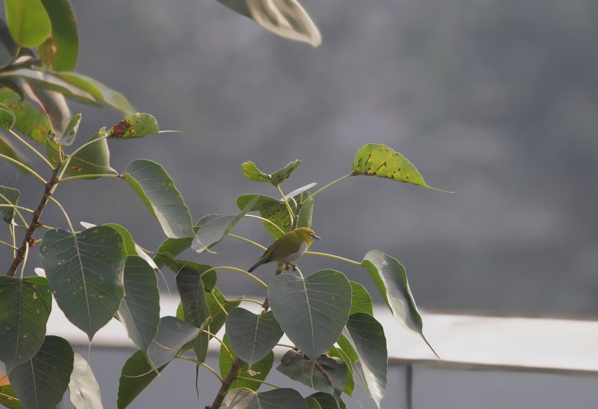 Balcony #birding #noida #greaternoida <a href="/birdingindia/">Birding India</a> <a href="/IndiAves/">IndiAves</a> <a href="/nehaa_sinha/">Neha Sinha</a>