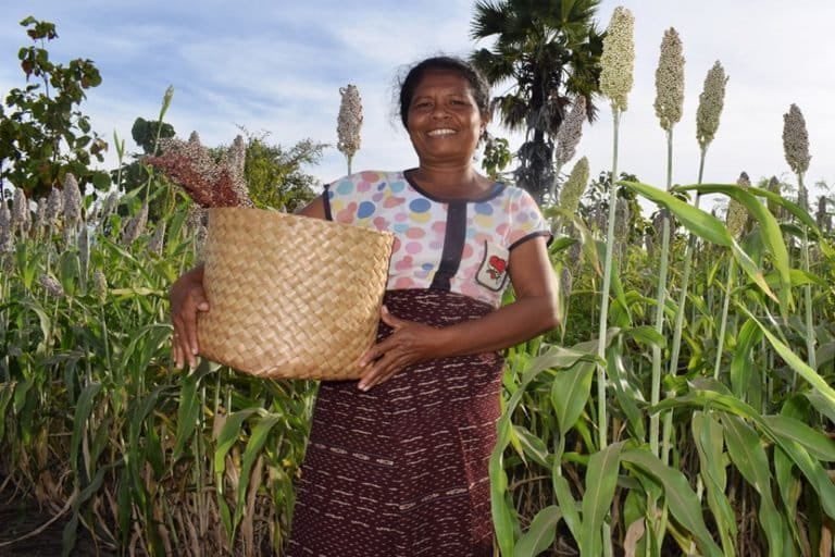 khanifirsyad's tweet photo. Sentra sorgum nasional, di Nusa Tenggara Timur (NTT).

Daerah yang ditanami sekitar 3.400 ha. Terutama di Kabupaten Sumba Timur, Flores Timur, Manggarai Timur, Sikka, Ende, dan Waingapu.  

Kondisi di NTT yang kering dan berbatu, dengan curah hujan hanya sekitar 2-3 bulan per tahun, cocok untuk pengembangan tanaman sorgum bahkan tanpa pemupukan sehingga berpotensi menjadikan NTT sebagai icon ‘Republik Sorgum’.

Baca selengkapnya liputan di sini 👇🏻
https://t.co/F2SkVzPcOY