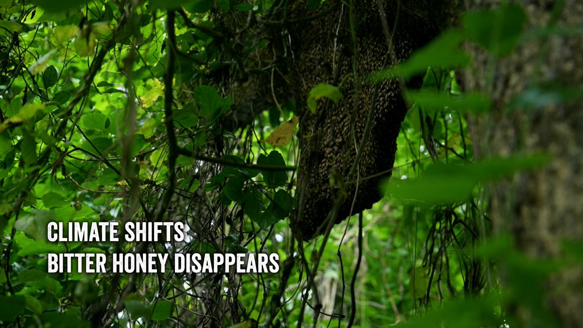 BRACworld's tweet image. Once cherished by diabetic patients, Chattogram’s bitter honey is now disappearing as the climate changes. 
Watch now: youtu.be/MhohntQm-J8?si…
#ClimateChange #BRAC #ClimateContentNetwork #COP30