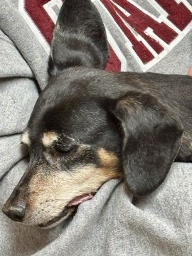 Dawg75Msu's tweet image. Please pray for me… I got released from the hospital and I also had to release my handsome black &amp;amp; tan mini Piebald Doxie to the Rainbow 🌈 Bridge! Not only is my body broken but my heart 💔 broken as well!,,,
#RainbowBridge🌈
#DogsOnTwitter🐾🐾
💔🙏🏻👼🏻✝️