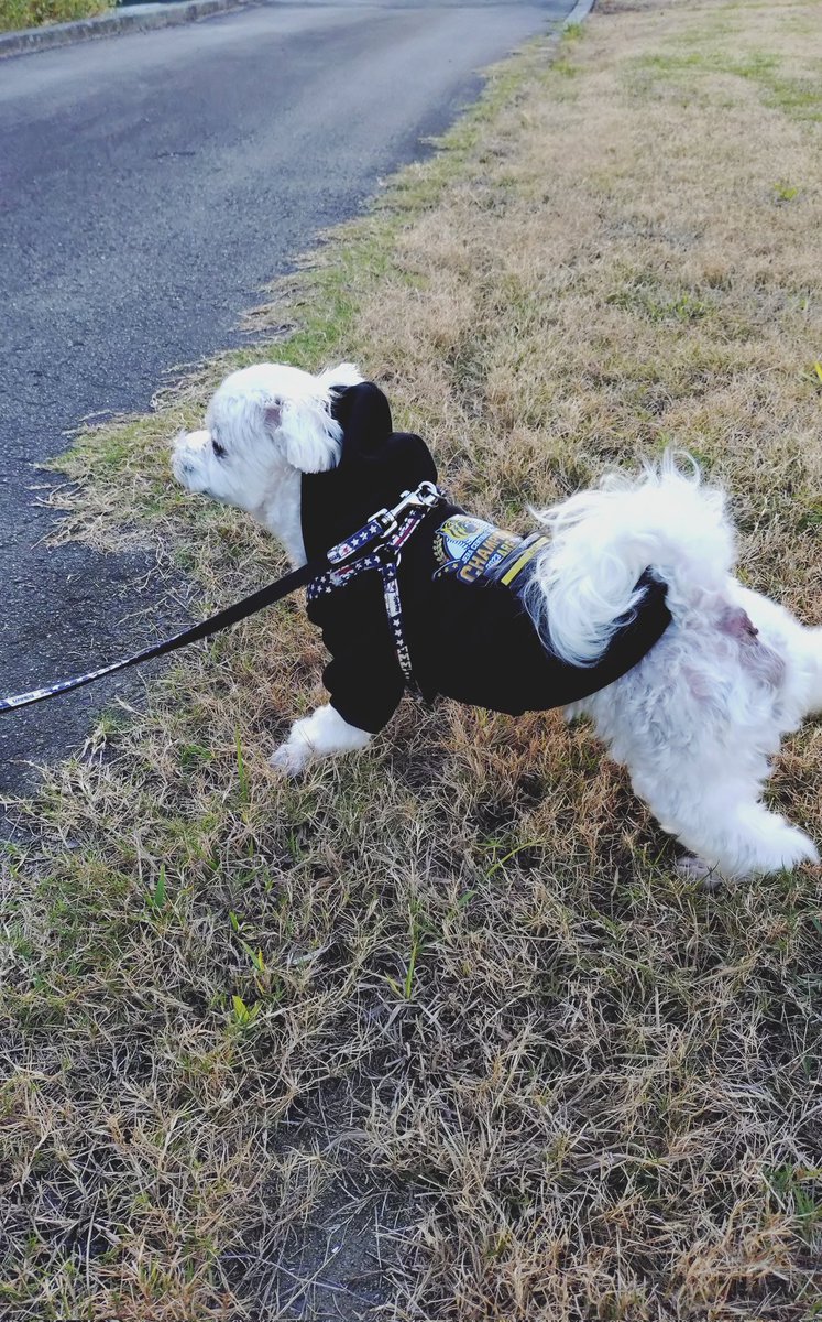 にこまる (@6yQgZFNMNk76215) / Posts / X