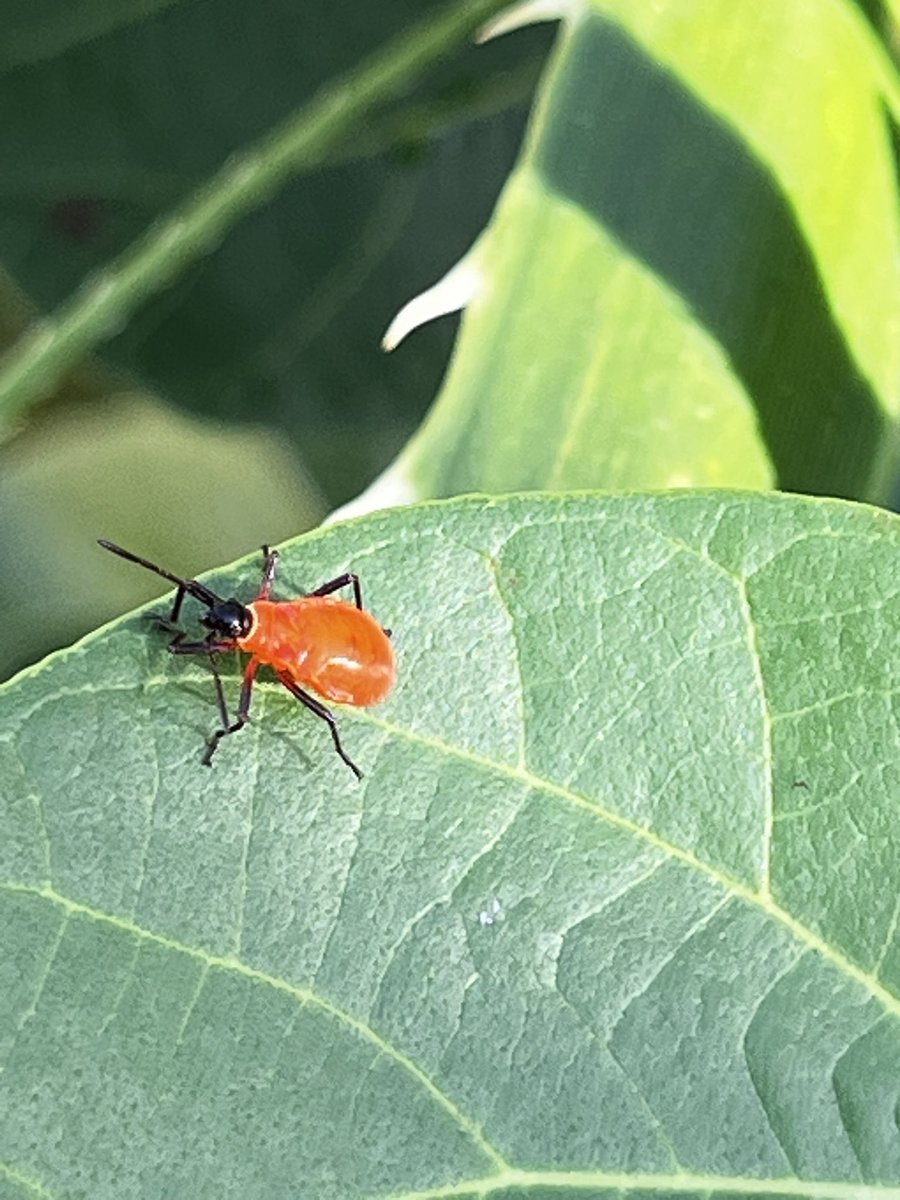 Bugbites4U's tweet image. 宮古島の日記