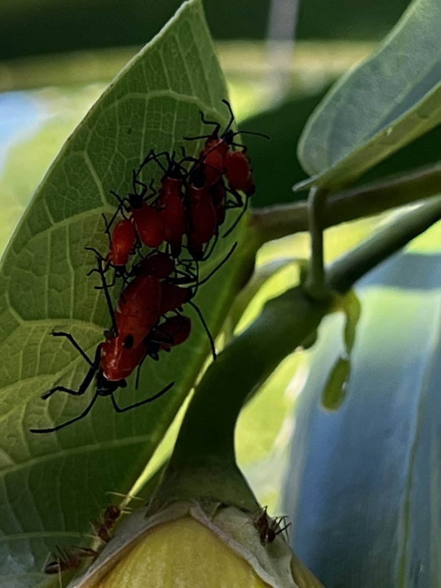 Bugbites4U's tweet image. 宮古島の日記