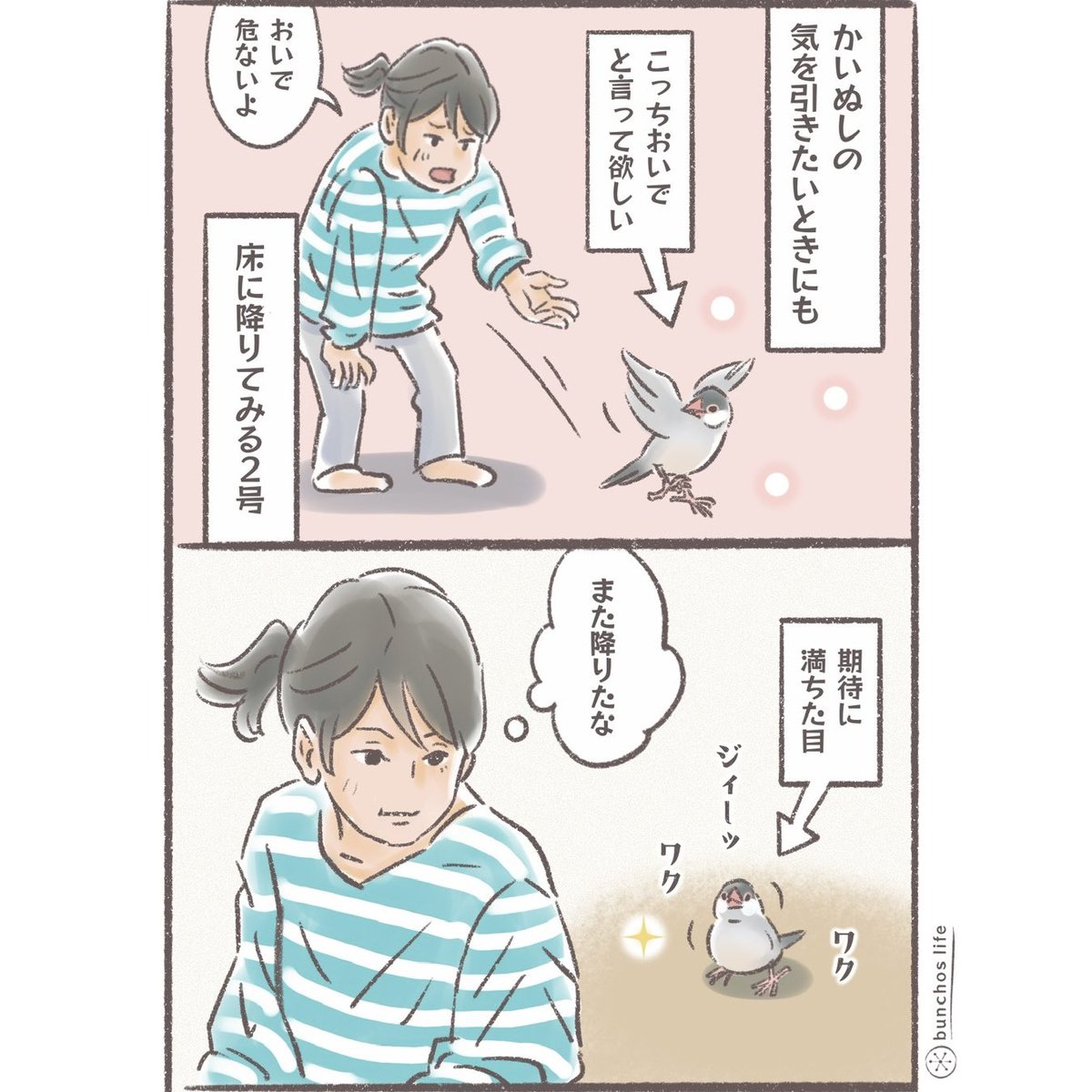 かいぬしの気を引きたい2号
#文鳥 
#4コマ漫画 

※2026カレンダー予約販売中!
詳しくは固定ポストご参照ください✨ 