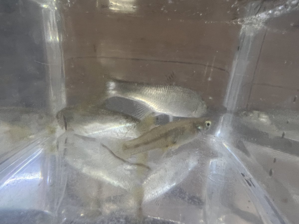 kimuraebinamazu's tweet image. ガサガサ日和😄
いつもと違うポイントでやったのでオイカワが沢山採れました😄
あと謎のメダカ🤔ミナミメダカかな？
#ガサガサ