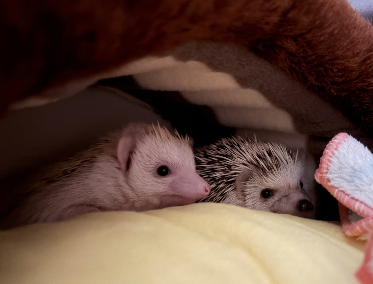 iPhone新しくしてからナイトモード🌙で綺麗に撮れる🥹

お銀ちゃんとゆずちゃん🦔🦔
