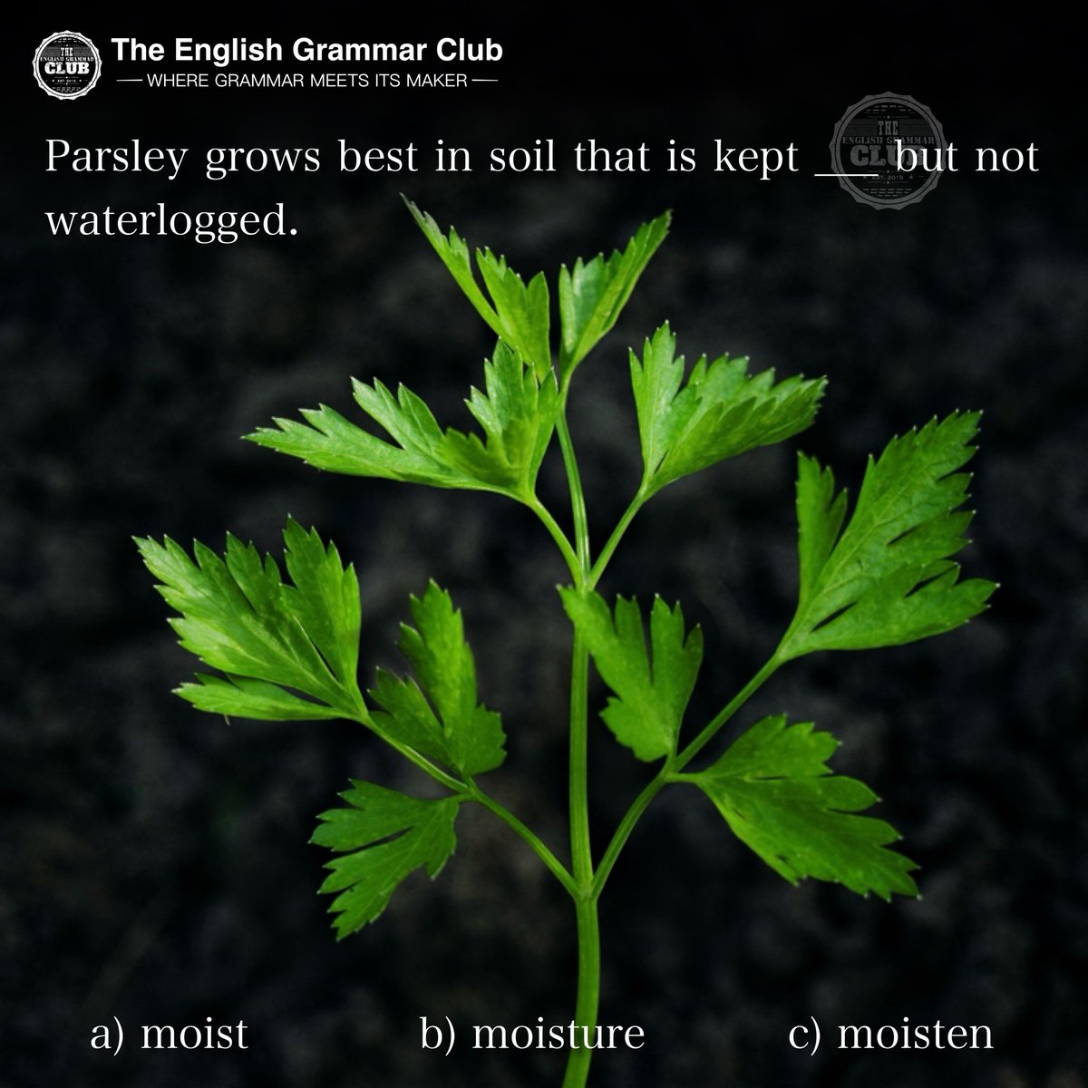 grammar_club's tweet image. 🌱✨ Nature English Quiz

Parsley grows best in soil that is kept ___ but not waterlogged.

a) moist
b) moisture
c) moisten

Which one completes the sentence? 👇

#EnglishQuiz #LearnEnglish #ESL #GrammarChallenge #TheEnglishGrammarClub