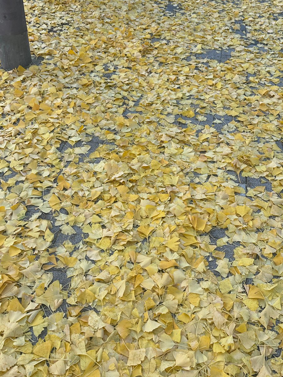 vvkhfolder's tweet image. 251116 — fromm update 💬
#VIVI #비비 #黃珈熙