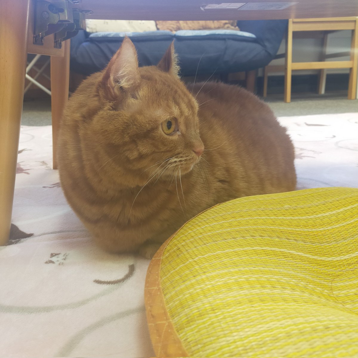 aizu_megoneko's tweet image. キーンと冷え切った朝を迎えた日曜日
#會津めごねこ 営業中です

空気は冷たいですが青空で穏やかな秋晴れ☀

猫との触れ合いにどうぞお越しください

ひざ掛けもご用意しております

#11匹のめごい猫に逢いに来てね
#触れ合える猫カフェ
#猫休日
#11月も不定休
#固定ポスト見てね
#会津 ＃ca