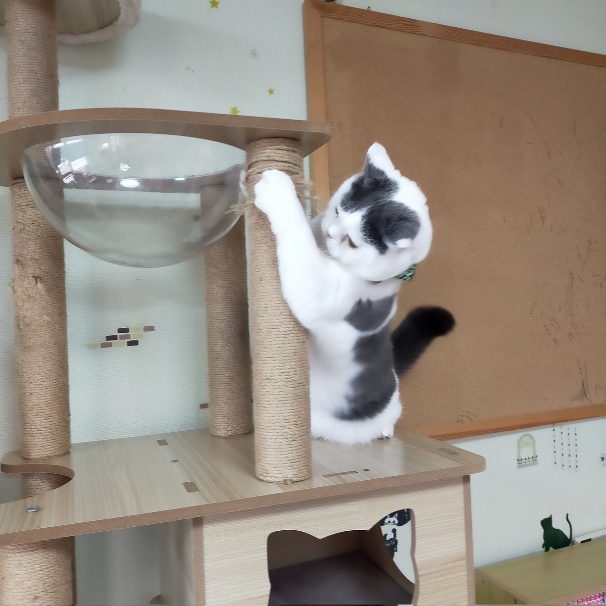 aizu_megoneko's tweet image. キーンと冷え切った朝を迎えた日曜日
#會津めごねこ 営業中です

空気は冷たいですが青空で穏やかな秋晴れ☀

猫との触れ合いにどうぞお越しください

ひざ掛けもご用意しております

#11匹のめごい猫に逢いに来てね
#触れ合える猫カフェ
#猫休日
#11月も不定休
#固定ポスト見てね
#会津 ＃ca