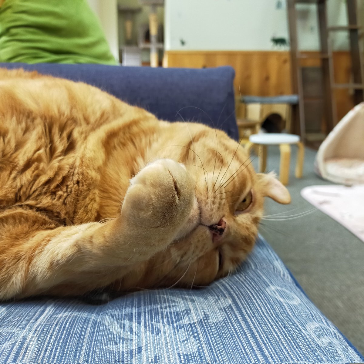 aizu_megoneko's tweet image. キーンと冷え切った朝を迎えた日曜日
#會津めごねこ 営業中です

空気は冷たいですが青空で穏やかな秋晴れ☀

猫との触れ合いにどうぞお越しください

ひざ掛けもご用意しております

#11匹のめごい猫に逢いに来てね
#触れ合える猫カフェ
#猫休日
#11月も不定休
#固定ポスト見てね
#会津 ＃ca