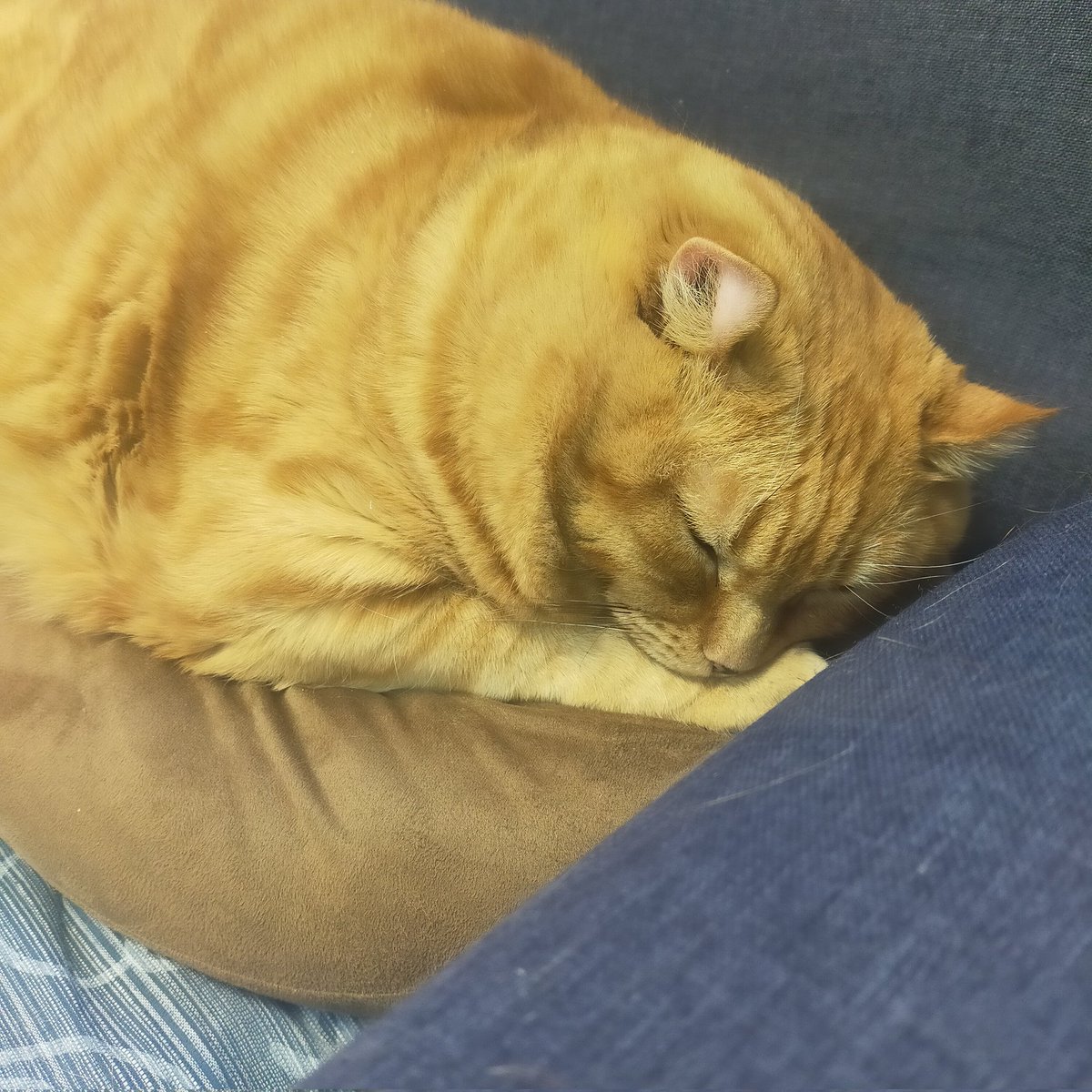 aizu_megoneko's tweet image. キーンと冷え切った朝を迎えた日曜日
#會津めごねこ 営業中です

空気は冷たいですが青空で穏やかな秋晴れ☀

猫との触れ合いにどうぞお越しください

ひざ掛けもご用意しております

#11匹のめごい猫に逢いに来てね
#触れ合える猫カフェ
#猫休日
#11月も不定休
#固定ポスト見てね
#会津 ＃ca