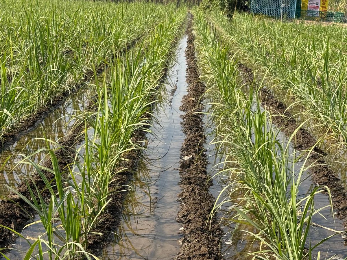 गन्ने की पौध से प्लान्टिंग