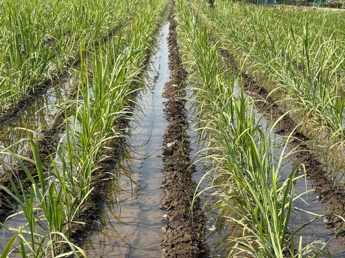 Om Prakash Singh Dycc Saharanpur उप गन्ना आयुक्त tweet media