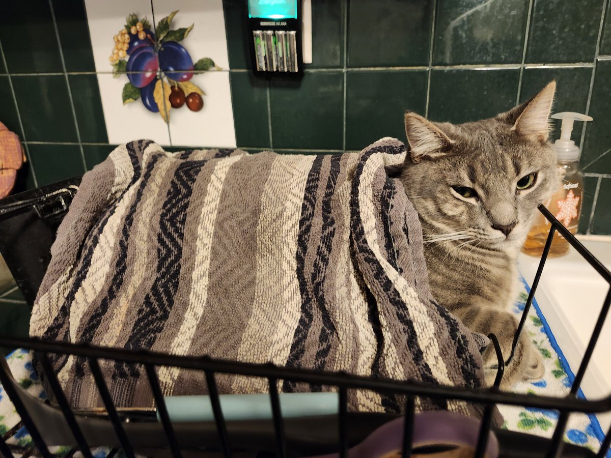 TheNerdyCatLady's tweet image. We&apos;ve now just embraced that my rescue kitten Jelly has chosen the dish strainer for his bed, you know, instead of the cat trees or cat beds. 😹😹 #CatsOfTwitter