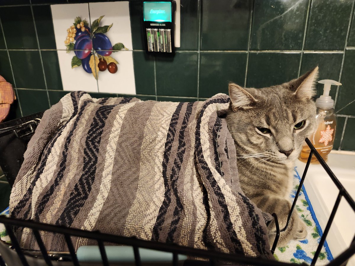 TheNerdyCatLady's tweet image. We&apos;ve now just embraced that my rescue kitten Jelly has chosen the dish strainer for his bed, you know, instead of the cat trees or cat beds. 😹😹 #CatsOfTwitter