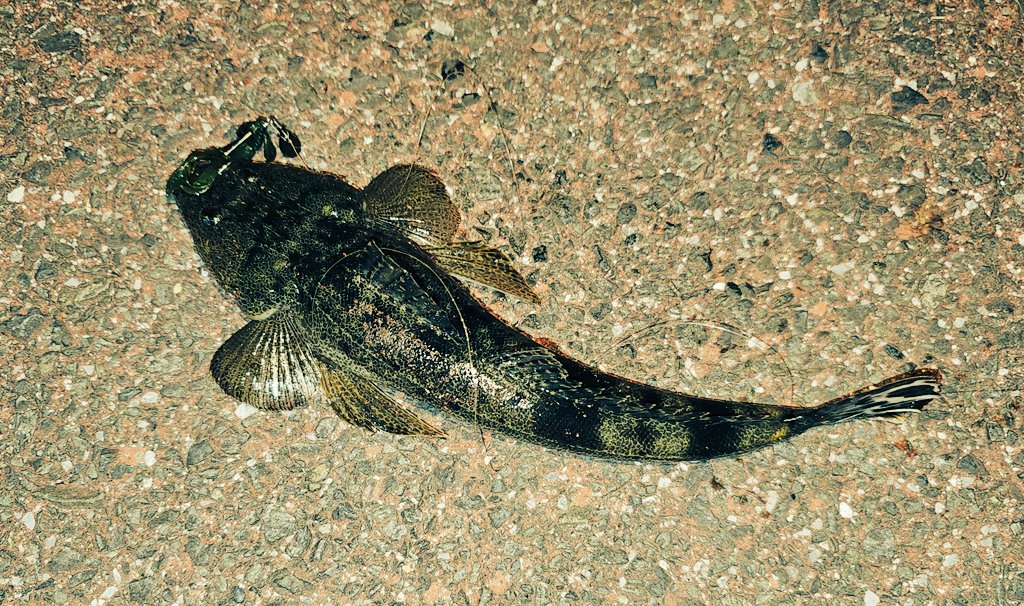 狙いに行くと釣れない
狙わないと釣れる...