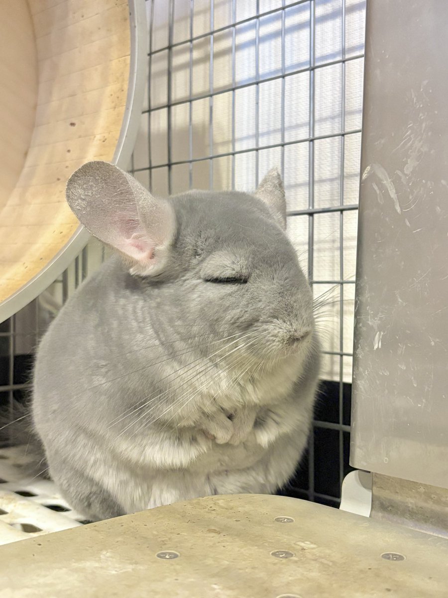 チンチラの弎陸玖と弎詁同 (@super_miroku369) / Posts / X