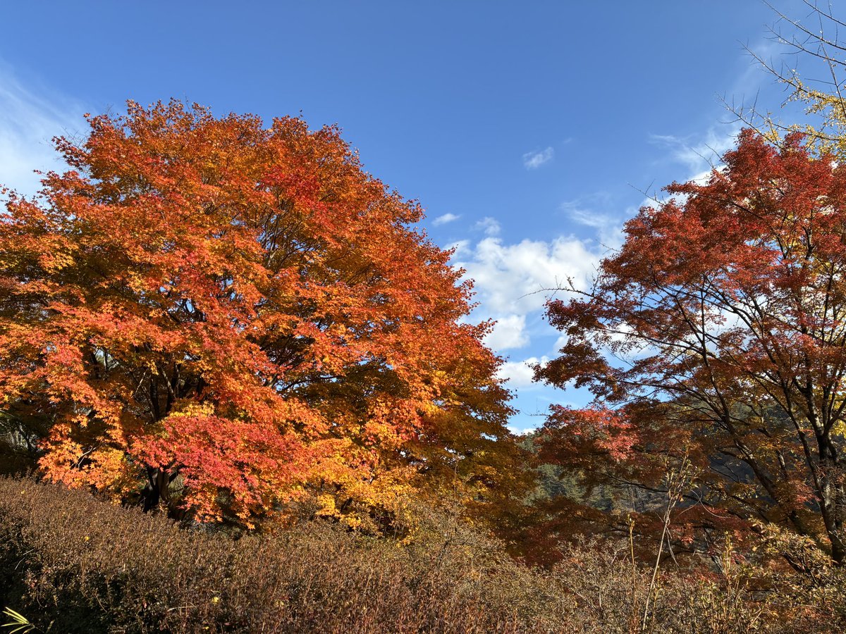 _ma_to's tweet photo. 今日は福島の山で紅葉
今年の紅葉は本当に素晴らしい https://t.co/ZWhp6EaETM