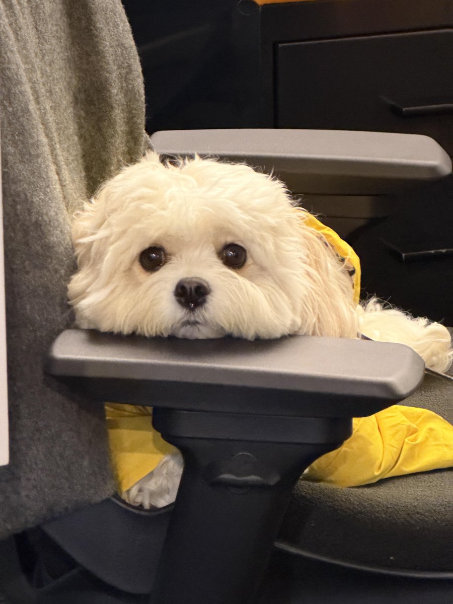 Emily458114's tweet image. Nothing heals me faster than a happy dog