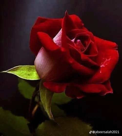 أصبحنا واصبح الملك لله والحمد لله
أللهم إنّا نسألك فى هذا الصباح أن ترزقنا راحة البال وصالح الأعمال وحُسن عبادتك
أسأل الله لي ولكم راحة البال وبركة في العمر 
وسَعَه فيِ الرزق ودعوه مستجابه
اللهم رضاك والجنه 
صبحكم الله بالخير والعافية