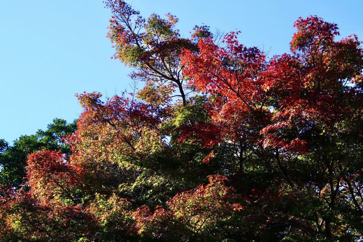 nI8IASfUhhWzZur's tweet photo. こんにちは🙂

アキ色を探しに山中へ☀️

昼からもご安全に！ https://t.co/5CgEnbeXaM