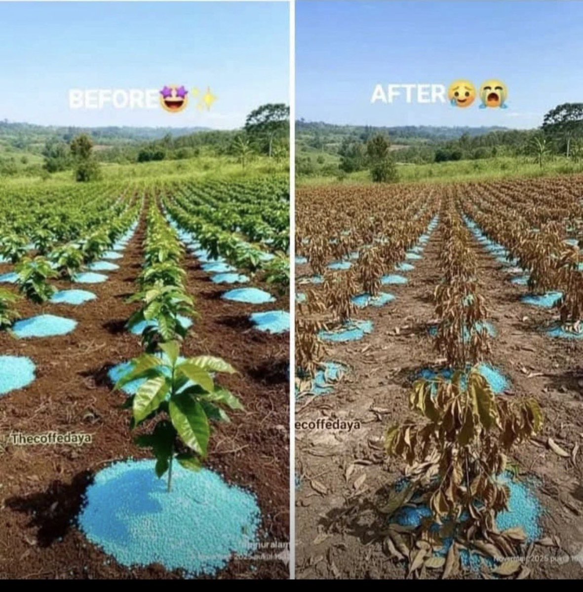 When “more” becomes the enemy of grow.

This farm didn’t die from drought or pests.

In farming (and in life), abundance without balance becomes poison. Healthy soils need wisdom, not overload.
Feed the soil. Protect the biology. Grow smart.

#SoilHealth #RegenerativeAgriculture