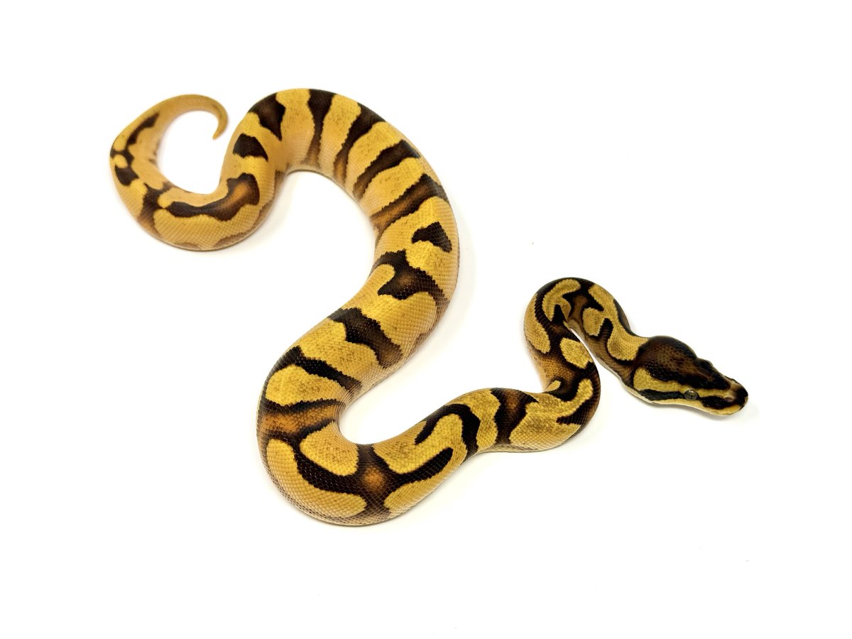 vbp_ballpython's tweet image. 0.1 OD Enchi YB Scrambler dhet Ghost Pied

本日も20時まで営業しております。
ご予約はこちらから↓
book.squareup.com/appointments/d…