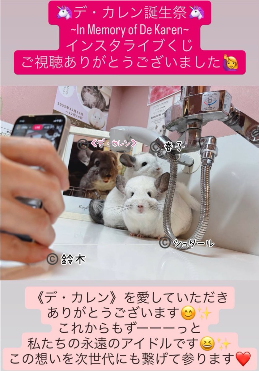 Royal Chinchilla（ロイヤルチンチラ） (@ChinchillaRoyal) / Posts / X