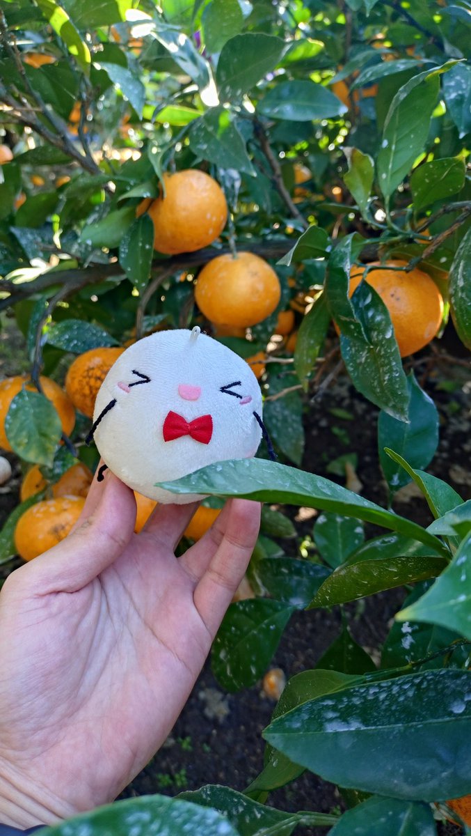 良いみかんtips:
濃いオレンジ色でツヤあり
小さめで少し平たい
手に取るとずっしり重くて、皮が薄め・きめ細かいものが美味しい

#FMH2025