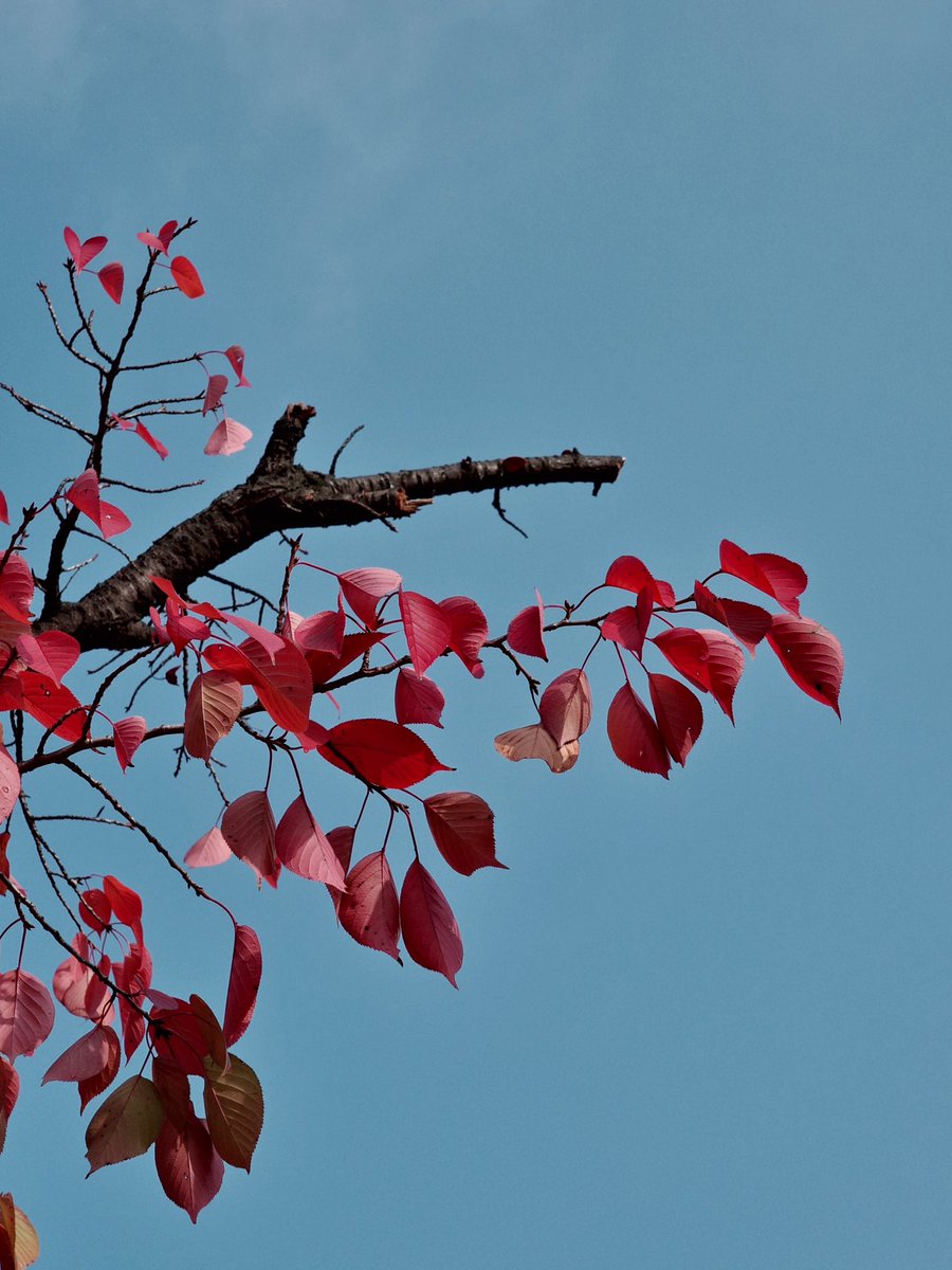 Leap_ragi's tweet image. 다들 잘 지내시나요? 전 그럭저럭 지냅니다 그래도 가을이라 좋네요