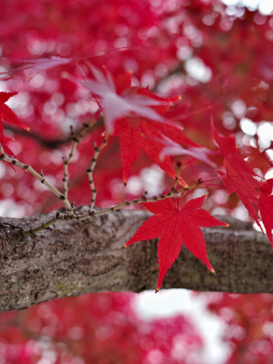 Leap_ragi's tweet image. 다들 잘 지내시나요? 전 그럭저럭 지냅니다 그래도 가을이라 좋네요