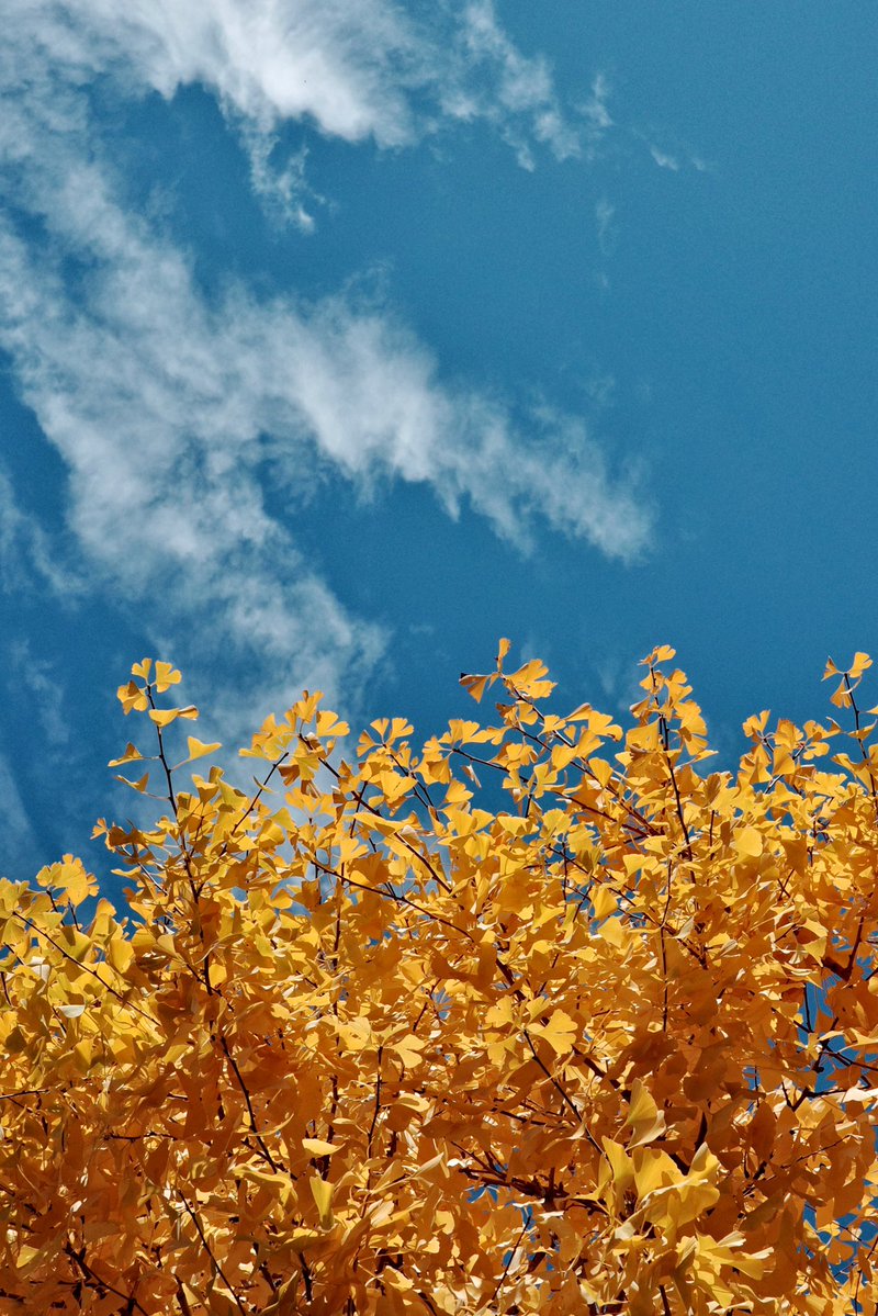 Leap_ragi's tweet image. 다들 잘 지내시나요? 전 그럭저럭 지냅니다 그래도 가을이라 좋네요