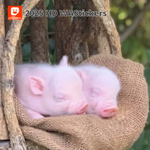 たかこ♡❤︎ 豚🐷だぜ😆🎶可愛いだろう？😁