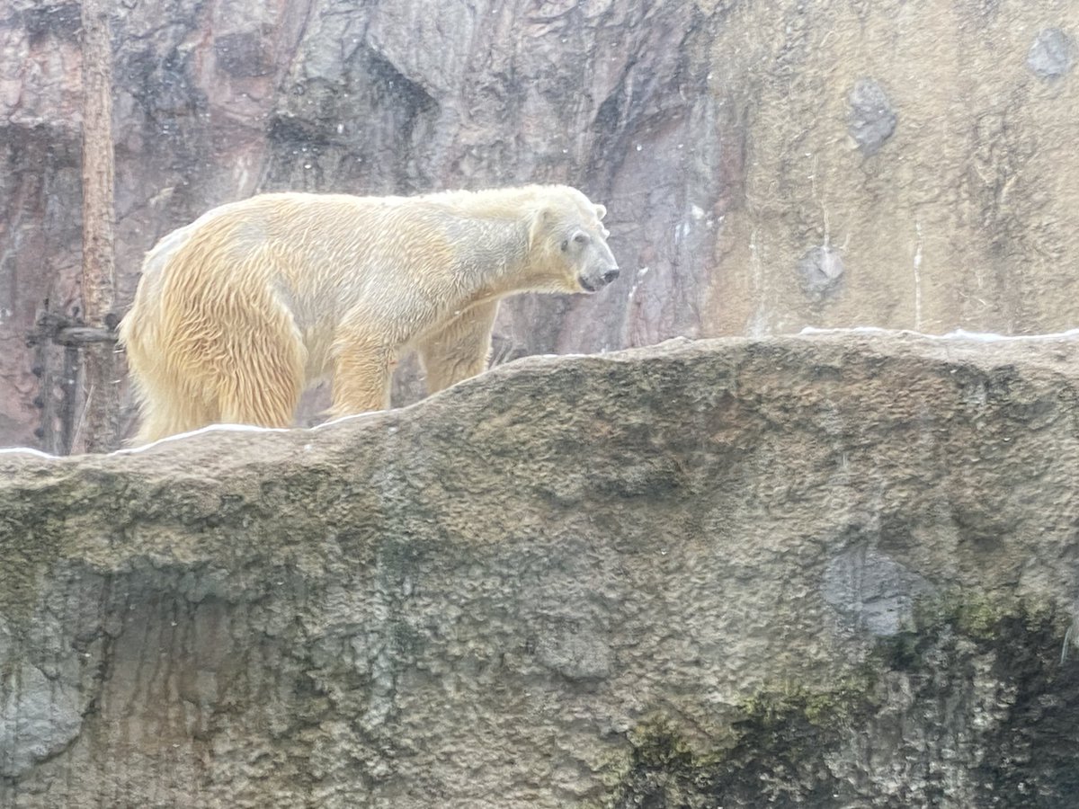 sharo23go's tweet image. 社労士24の労災で
「出張中に旭山動物園に行っても業務起因性はない」
というくだりが出てきたけど…

それ、まさに“わいのこと”やん…🤣
出張中でもしっかり学ぶ。
#社労士受験生 #労災 #社労士24 #勉強中の気づき #旭山動物園