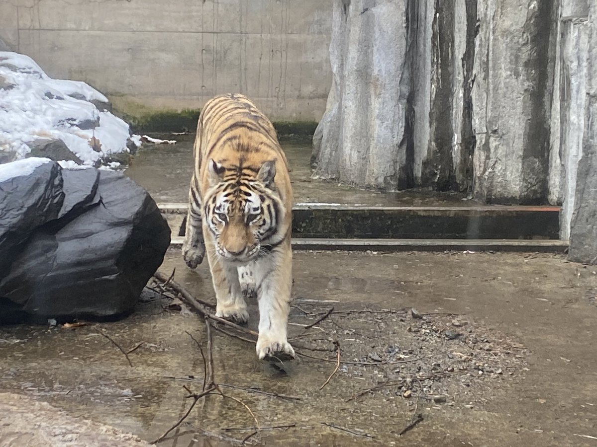 sharo23go's tweet image. 社労士24の労災で
「出張中に旭山動物園に行っても業務起因性はない」
というくだりが出てきたけど…

それ、まさに“わいのこと”やん…🤣
出張中でもしっかり学ぶ。
#社労士受験生 #労災 #社労士24 #勉強中の気づき #旭山動物園