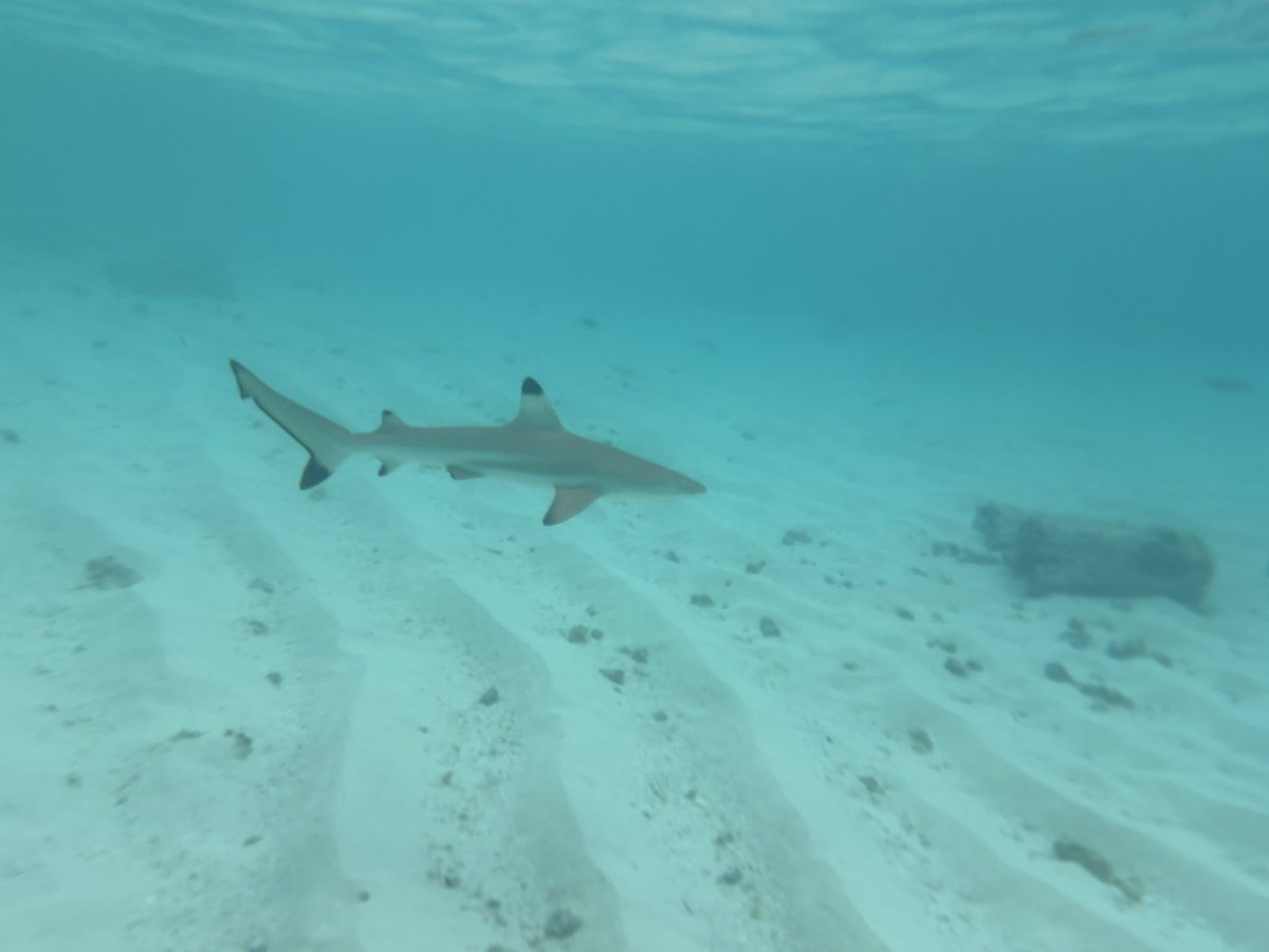 int_lemon's tweet image. 海にサメいたサメ！！